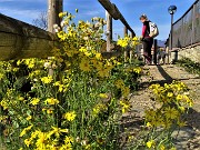 69 Rientriamo a Cantul di Aviatico, chiudendo la bella escursione mattutina tra fiori ancora splendenti di giallo